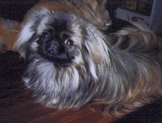 Little Joe
